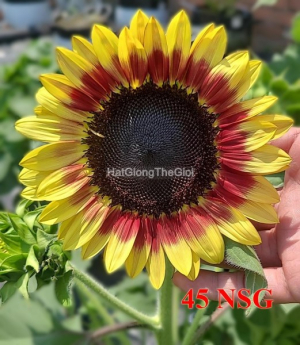 hat giong huong duong sieu thap lo rose tg420