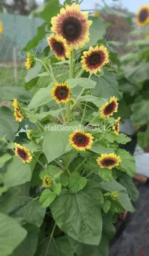 Hạt Giống Hướng Dương Siêu Tháp Cao Rose TG421