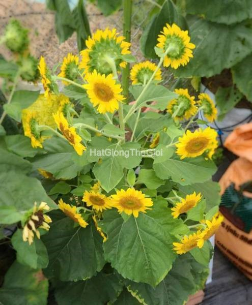 hat giong huong duong sieu thap lo yellow tg420