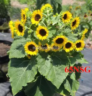 Hạt Giống Hướng Dương Siêu Tháp Lùn Gold TG419