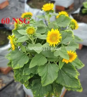 Hạt Giống Hướng Dương Siêu Tháp Lùn Yellow TG419