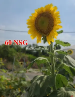 Hạt Giống Hoa Hướng Dương Khổng Lồ - Voi Ma Mút (Helianthus annuus)