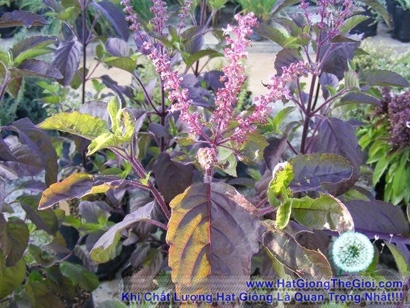 hat giong huong nhung holy basil do ocimum tenuiflorum