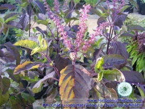 hat giong huong nhung holy basil do ocimum tenuiflorum