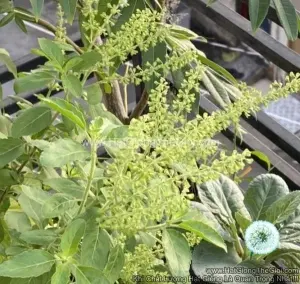 Hạt Giống Hương Nhu Holy Basil (Ocimum tenuiflorum)