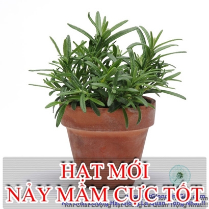 hat giong huong thao rosemary  rosmarinus officinalis