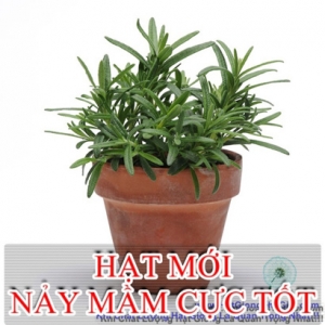 hat giong huong thao rosemary  rosmarinus officinalis