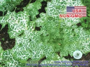 Hạt Giống Kế Sữa Gan - Milk Thistle (Silybum marianum)