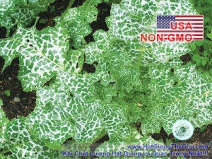 hat giong ke sua gan   milk thistle  silybum marianum