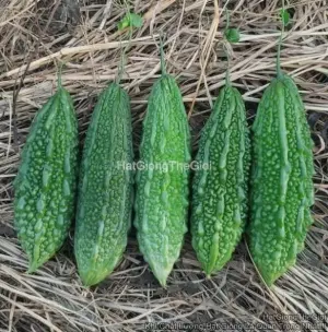 Hạt Giống Khổ Qua Gai 15cm