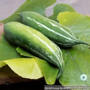 Hạt Giống Khổ Qua Tây - Lặc Lày (Momordica charantia)