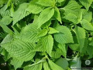 Hạt Giống Kinh Giới (Elsholtzia cristata)