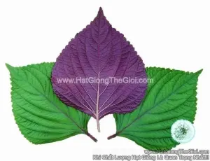 Hạt Giống Lá Vừng Hàn Quốc (Perilla frutescens)