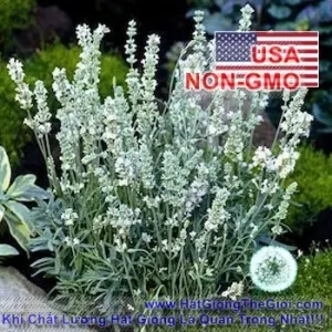 Hạt Giống Lavender - Snow (Lavandula Angustifolia)