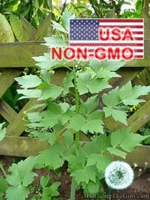 Hạt Giống Cần Núi Lovage (Levisticum officinale)