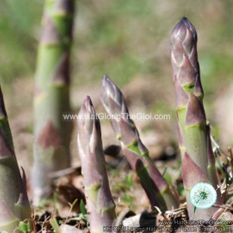 hat giong rau mang tay tim  asparagus officinalis