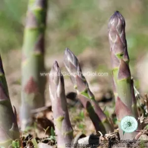 Hạt Giống Rau Măng Tây Tím (Asparagus officinalis)