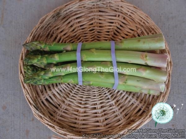 hat giong mang tay xanh geulph millenium f1