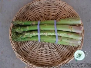 Hạt Giống Măng Tây Xanh Geulph Millenium F1