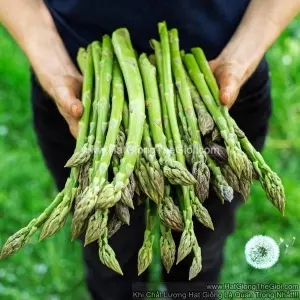 Hạt Giống Măng Tây Xanh Khổng Lồ Connovers Colossal