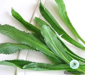 hat giong mui tau  ngo gai  eryngium foetidum