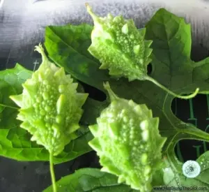 Hạt Giống Mướp Đắng/ Khổ Qua Rừng(Momordica charantia)
