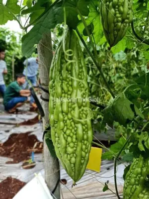 Hạt Giống Mướp Đắng Mỡ Dài 25cm