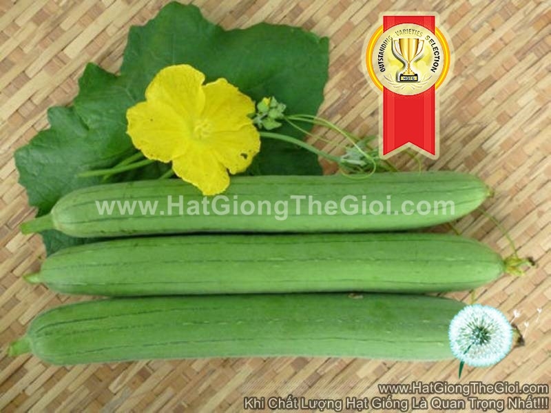 hat giong muop huong f1 boi thu tg117