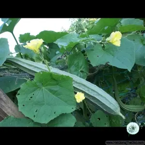 Hạt Giống Mướp Khía (Luffa acutangula)