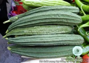 Hạt Giống Mướp Khía Sai Quả TG10
