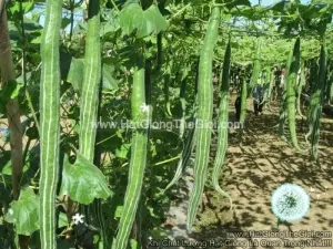 Hạt Giống Mướp Rắn