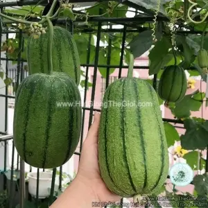 Hạt Giống Mướp Táo
