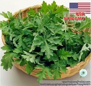 Hạt Giống Ngải Cứu - Mugwort (Artemisia vulgaris)