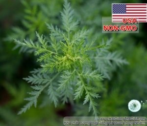Hạt Giống Ngải Đắng (Artemisia absinthium)