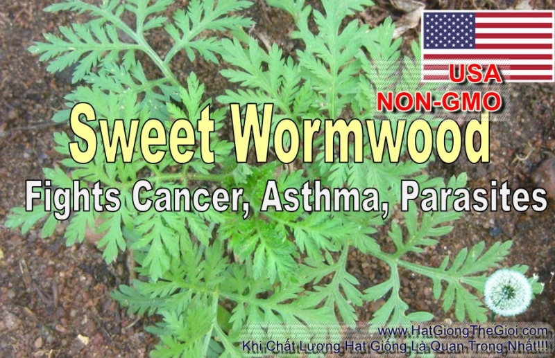 hat giong ngai si   woodworm tri sot ret  artemisia annua 1