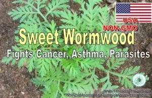 Hạt Giống Thanh Hao Hoa Vàng (Artemisia annua)