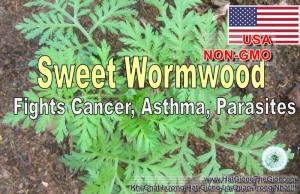 hat giong ngai si   woodworm tri sot ret  artemisia annua 1