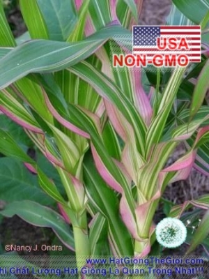 hat giong bap canh la soc var trong chau