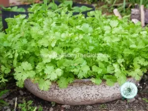 Hạt Giống Ngò Rí Bạc Liêu Đậm Đà Số 1