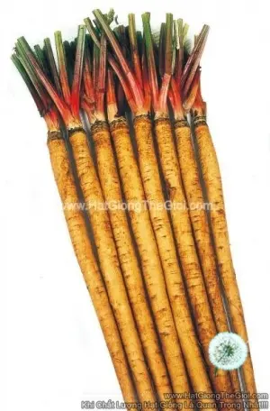 Hạt Giống Ngưu Bàng Củ Dài Thịt Chắc TG319