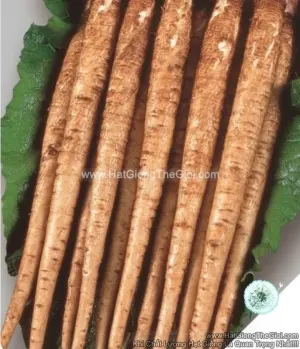 Hạt Giống Ngưu Bàng Củ Ngắn 35cm