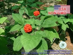 Hạt Giống Nhân Sâm - USA (Panax quinquefolius)