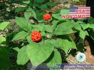 hat giong nhan sam   usa  panax quinquefolius