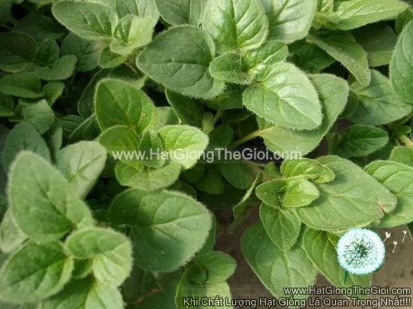 hat giong oregano hy lap