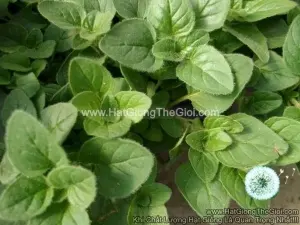 Hạt Giống Oregano Hy Lạp