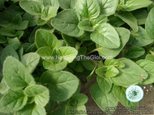 hat giong oregano hy lap