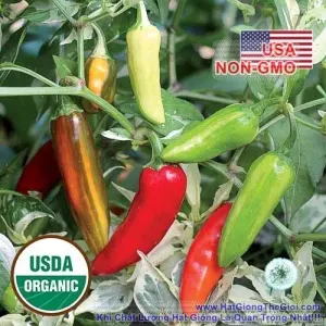 Hạt Giống Ớt Cầu Vồng - Châu Phi 60cm (Capsicum)