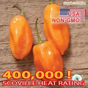 Hạt Giống Ớt Cay - Habanero Scoville 350k (Capsicum annuum)