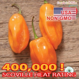 hat giong ot cay   habanero scoville 350k  capsicum annuum