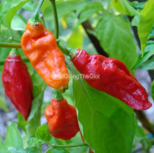 hat giong ot cay ma sieu cay bhut jolokia